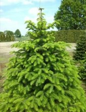 25 Seeds Troy Fir Abies equi-trojani Forest Tree Climate Change Xmas Tree