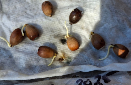 Count emory oak acorns - 20,