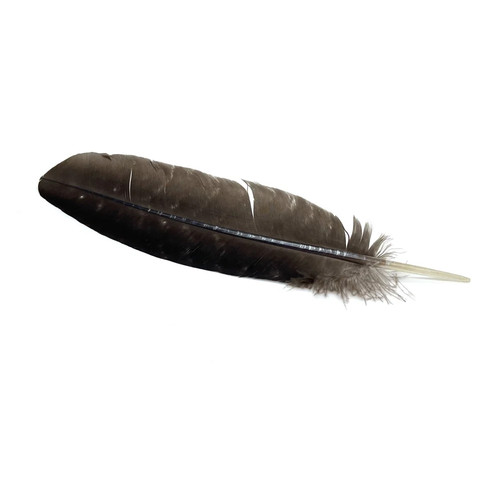 Imitation eagle feather - eagle,