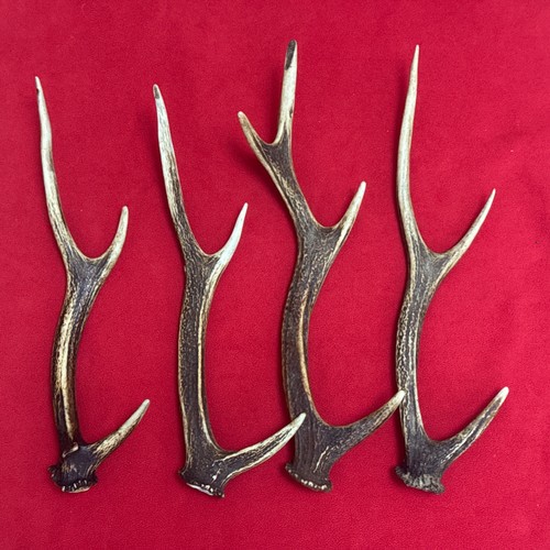 Pieces sika deer antlers - pieces,