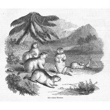 Egyptian Jerboas - Antique