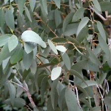 Caterpillar/Stick/Leaf insect food -  Eucalyptus cuttings, no contaminants