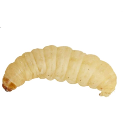 Pack live waxworms - pack,