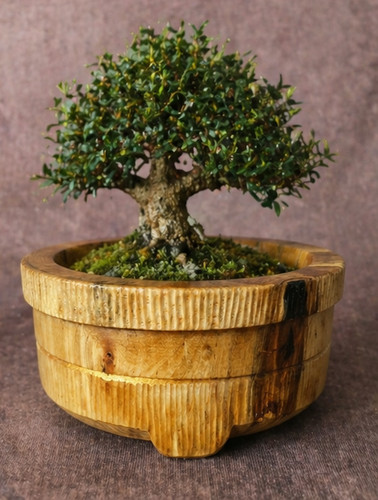 Handcrafted oak bonsai - bonsai, planter