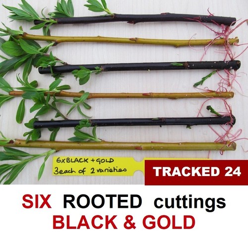 Willow tree rooted - tree,