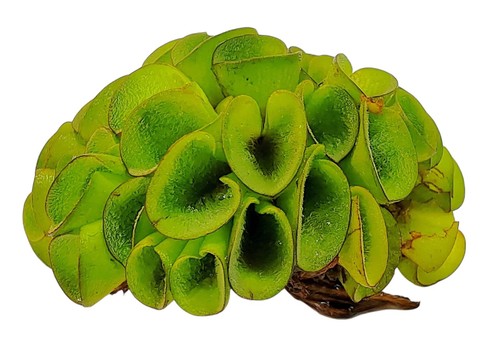 Live aquarium plant - plant, salvinia