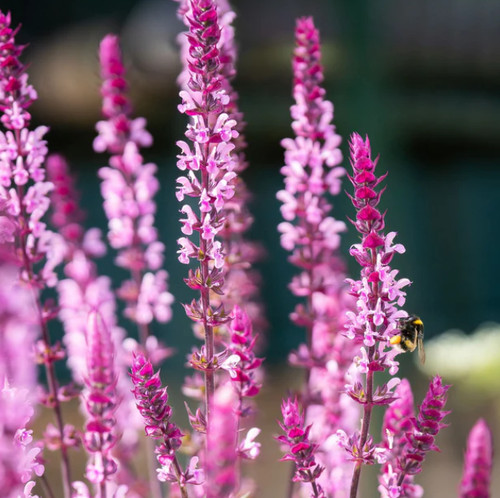 Salvia caradonna pink 9cm - salvia,