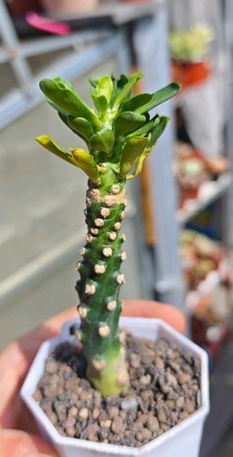 Euphorbia royleana boiss - royleana,