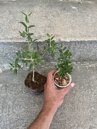 Olive bonsai mame 6 plants - bonsai,
