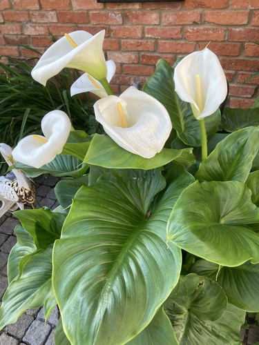 Zantedeschia aethiopica calla - zantedeschia,