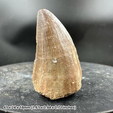 Genuine Mosasaur Tooth Fossil