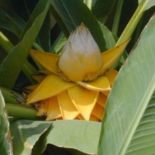 Musella lasiocarpa plug - lasiocarpa,