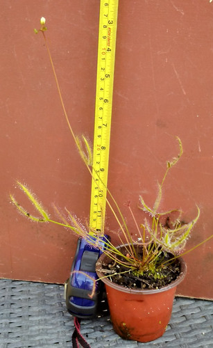 Drosera binata sundew - binata-,