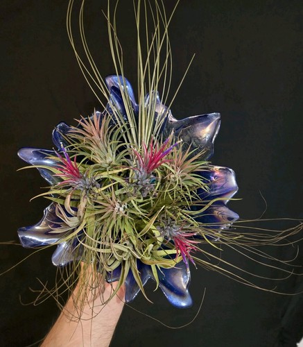 Tillandsia airplant surprise - tillandsia, airplant.