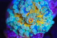 🔰🍄Green/Yellow Ricordea Yuma Coral Frag - NOT ZOA SPS LPS HAMMER TORCH