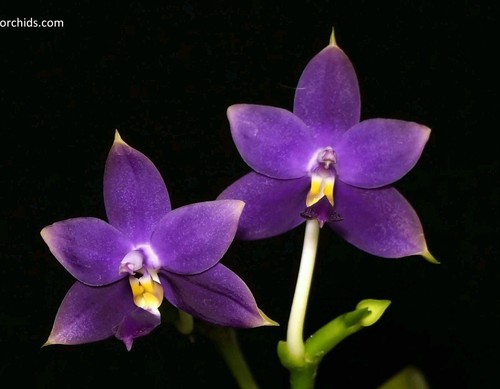 Phalaenopsis violacea - phalaenopsis,
