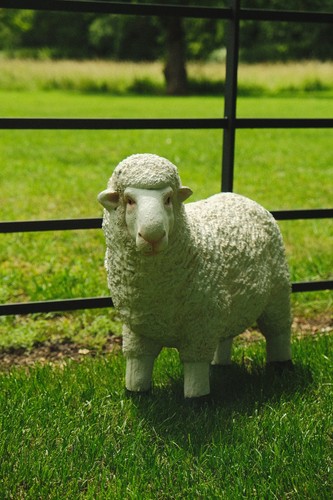 Realistic white sheep - sheep, garden