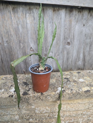 Rarely offered epiphyllum - rarely,