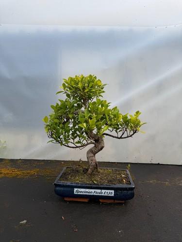Large ficus bonsai trunk - bonsai,