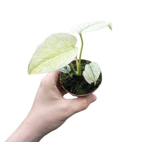 Monstera deliciosa mint - monstera,