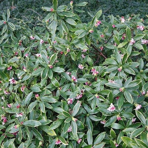 Daphne odora aureomarginata - odora,