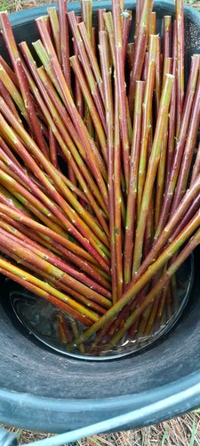 Willow cuttings salix - 20, x