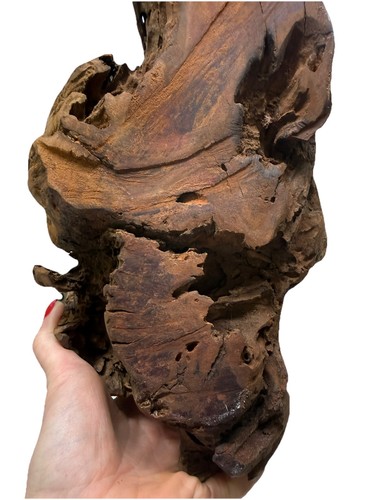 Manzanita driftwood - 25”,