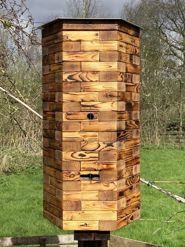 Natural bee hive - bee, wild
