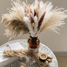 25Pc Natural Pampas Grass Dried Reed Flower Bunny Tail Bouquet Flower Art Decor