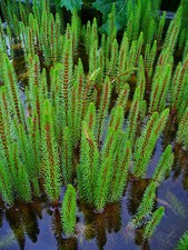 6 x Stems Mares tail Hippuris vulgaris oxygenating Pond Plant Marginal Plant