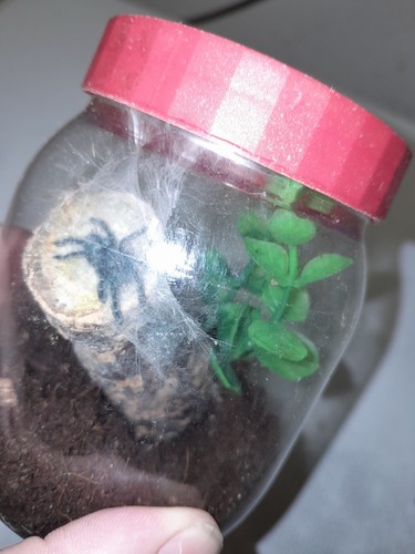 Tarantulas set ups and - ups, free