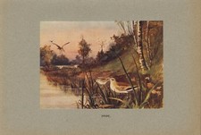 1907 original print - snipe . from a photograph 