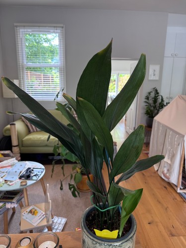 Aspidistra plant 80cm high