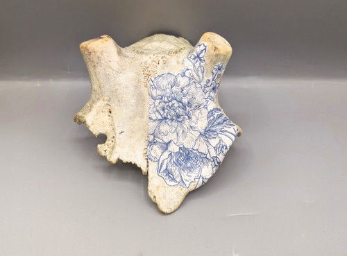Decorated fallow deer - fallow,