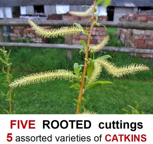 Willow tree rooted cuttings - rooted,