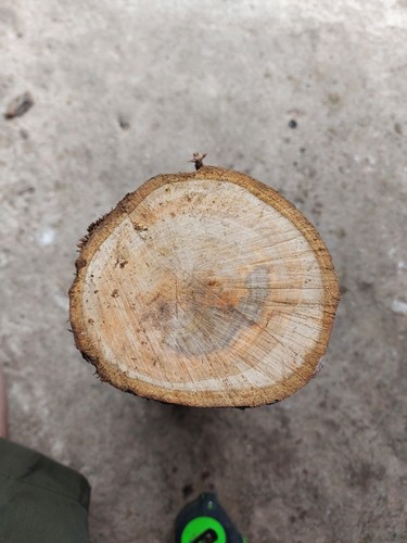 Woodturning blank apple wood - blank,