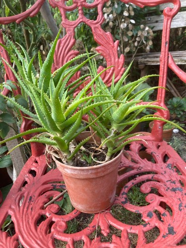 Aloe vera arborescens - aloe,