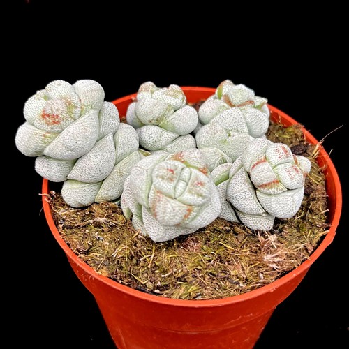 Crassula moonstone group rare