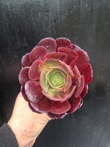 Aeonium black rose - black, |