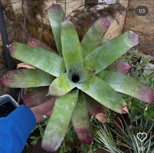 Tillandsia demissa super rare - demissa,,