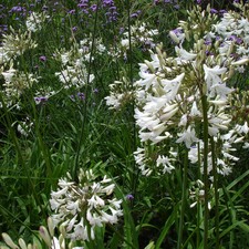 Agapanthus Albus White African Lily Elegant Summer Flowers | 17cm/2L