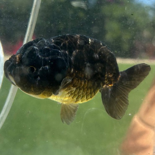 Live premium fancy goldfish - live,