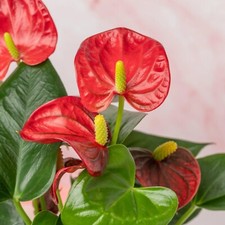 Anthurium Diamond Red in 9cm