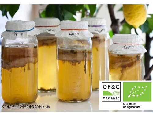 Jun organic kombucha - scoby, &