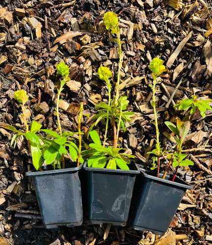 Euphorbia amygdaloides - euphorbia,