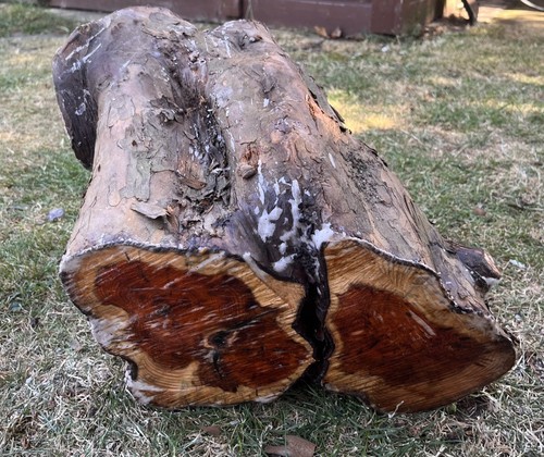 English yew woodturning wood - english, woodturning/wood