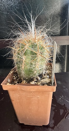 Oreocereus celsianus cactus - oreocereus,
