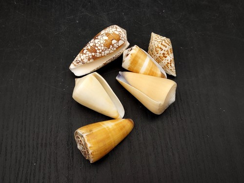 Cone seashell small assorted - seashell,
