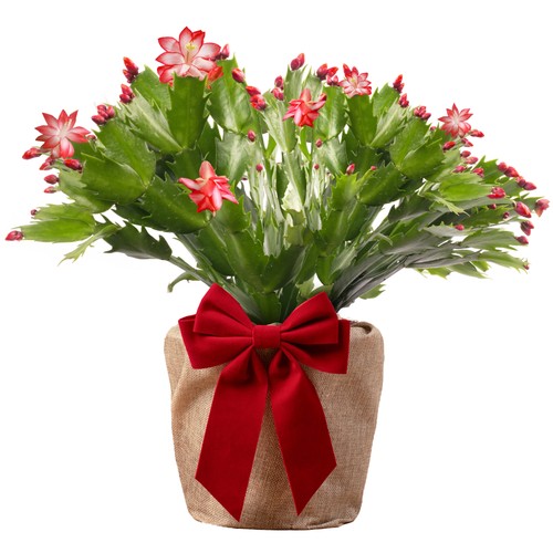 Red christmas cactus house - red,