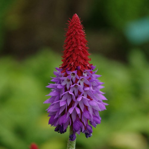 Orchid primula - primula,